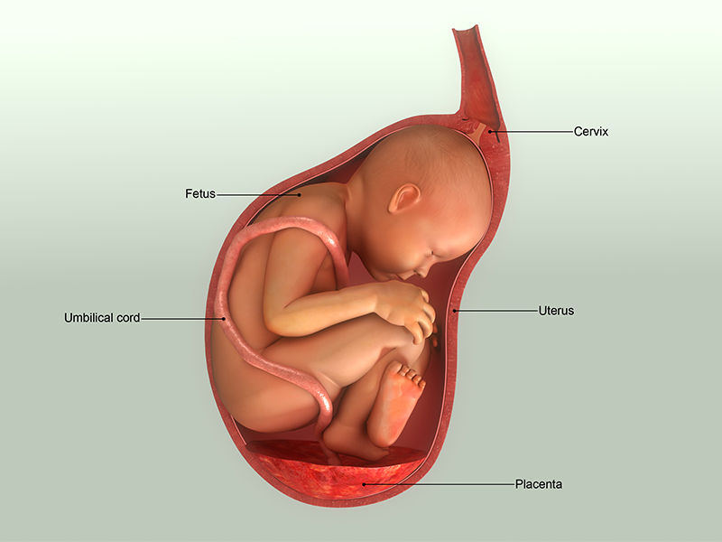 Foetus / Baby
