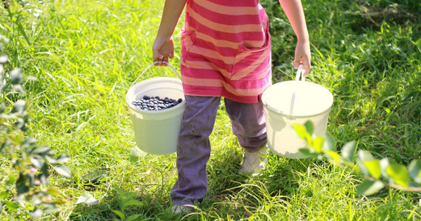 Blueberry Fruit Picking