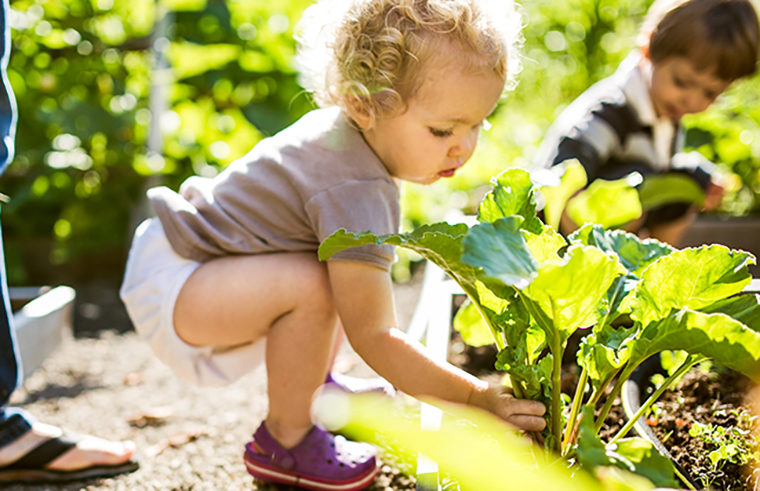 Toddler in garden picking plants - feature
