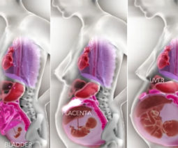 Internal organs during pregnancy - feature