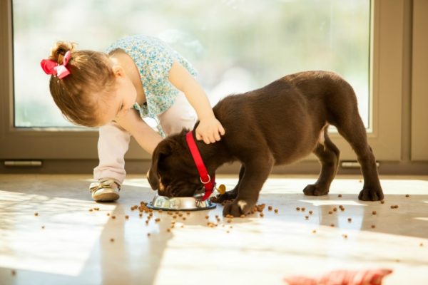 toddler girl feeding dog