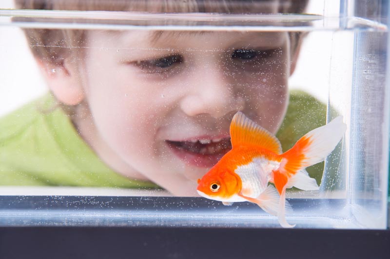 Boy and pet goldfish