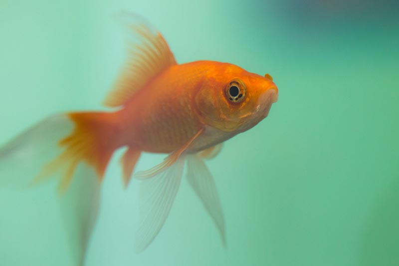 Goldfish swimming