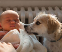 Little dog sniffs baby girl - feature