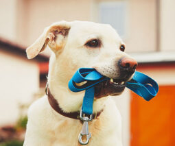 Golden retriever dog holding a leash in its mouth - feature