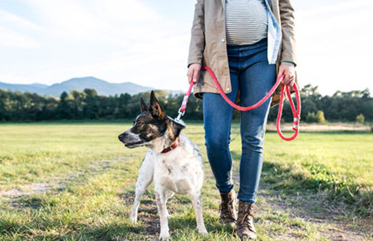 Pregnant woman walking dog on leash