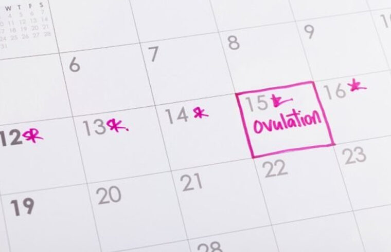 Ovulation calendar - feature