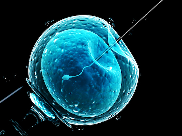 IVF / making an embryo 
