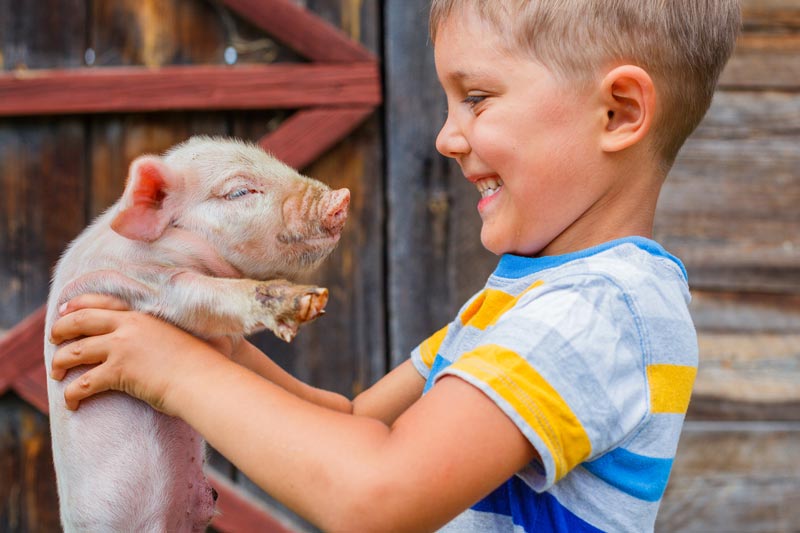 Little boy holding pig