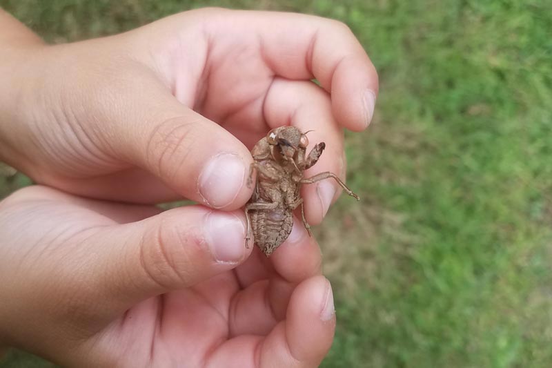 Child hands holding cicada shell