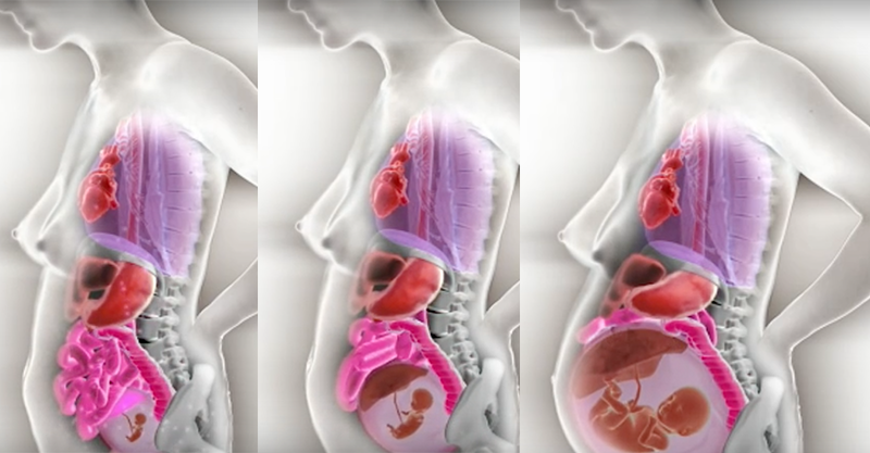 Crushed intestines, anyone?! Watch how your organs shift during pregnancy
