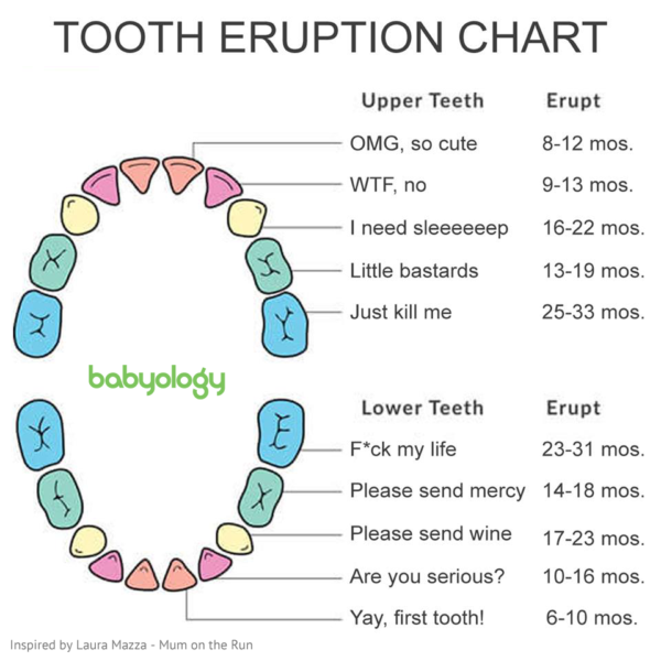 Funny teething chart meme