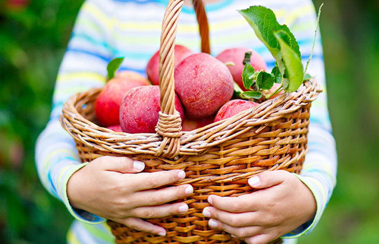 Child holding a basket of apples - feature