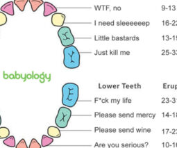 Funny ne wparent memes - teething chart - feature