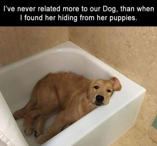 Dog hiding in bathtub from her puppies