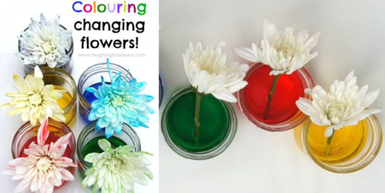 Colour Changing Flowers science experiment for kids
