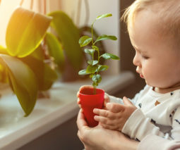 Baby holding a seedling in a pot
