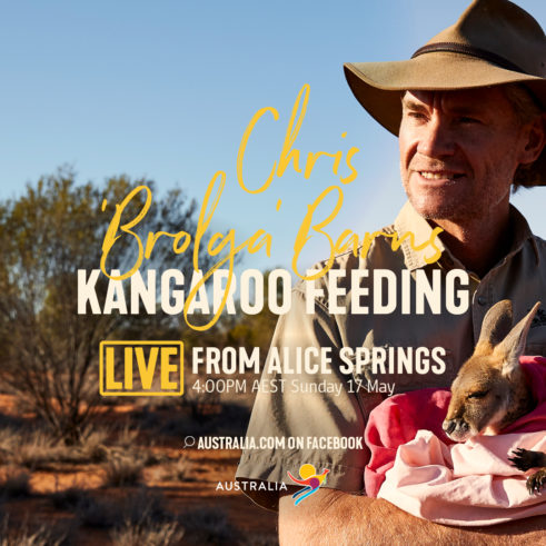 Live From Aus - Kangaroo Feeding
