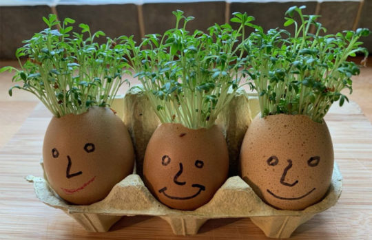 Springtime activities for toddler and preschoolers - cress heads