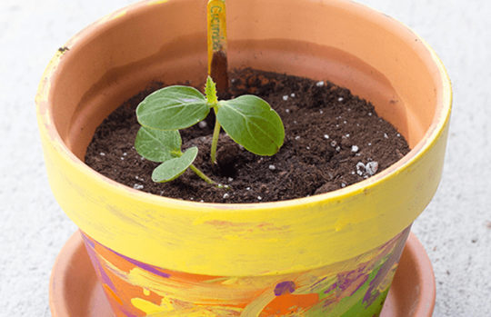 Springtime activities for toddler and preschoolers - painted flower pots