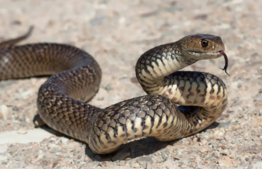 Dangerous snake - eastern brown - feature
