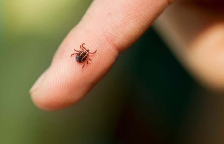 Tick on finger - feature
